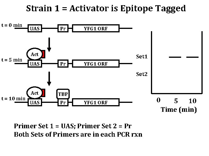 Strain 1 = Activator is Epitope Tagged t = 0 min t = 5