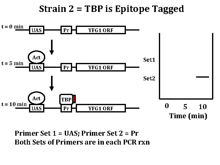 Strain 2 = TBP is Epitope Tagged t = 0 min t = 5