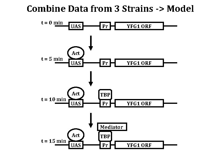 Combine Data from 3 Strains -> Model t = 0 min t = 5