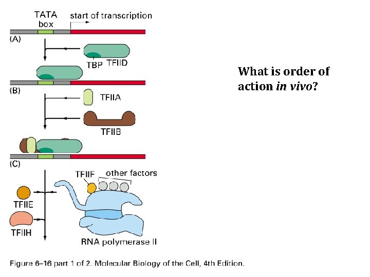 What is order of action in vivo? 