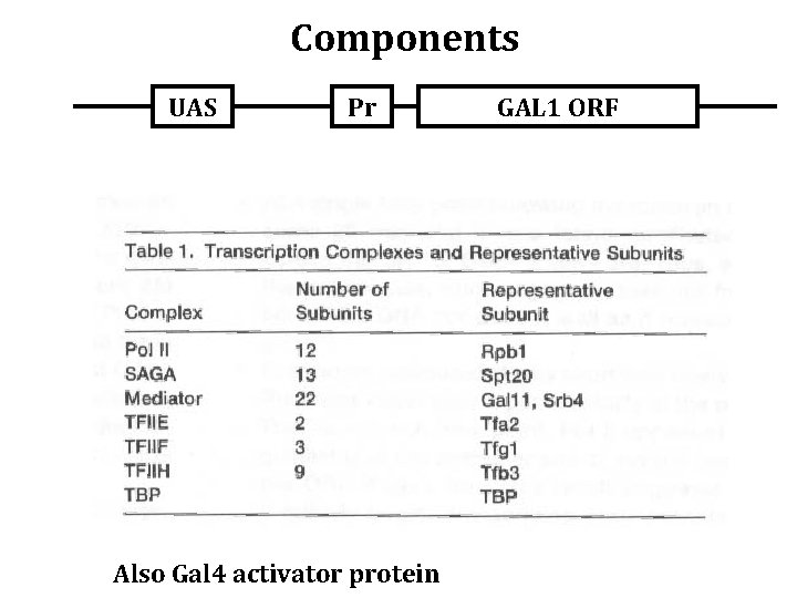 Components UAS Pr Also Gal 4 activator protein GAL 1 ORF 