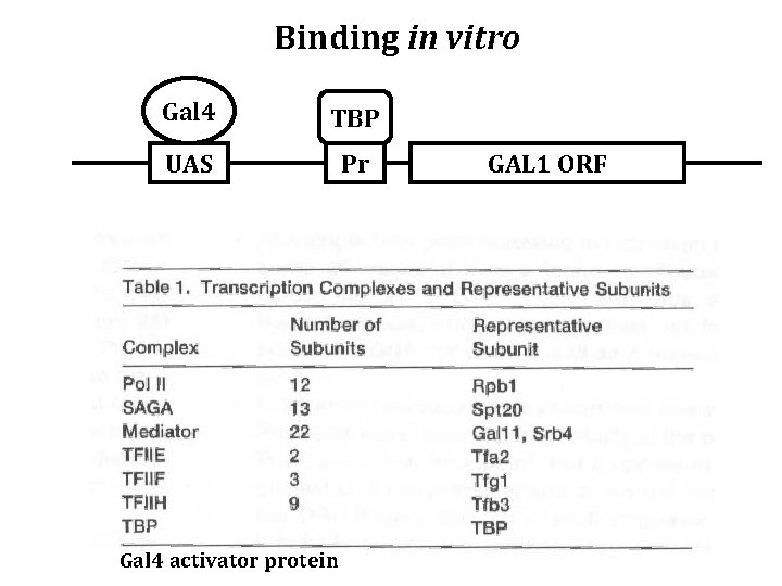 Binding in vitro Gal 4 TBP UAS Pr Gal 4 activator protein GAL 1