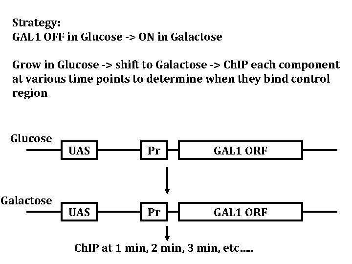 Strategy: GAL 1 OFF in Glucose -> ON in Galactose Grow in Glucose ->