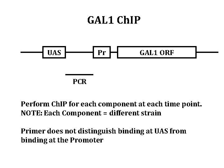 GAL 1 Ch. IP UAS Pr GAL 1 ORF PCR Perform Ch. IP for