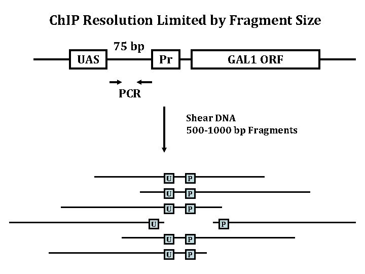 Ch. IP Resolution Limited by Fragment Size UAS 75 bp Pr GAL 1 ORF