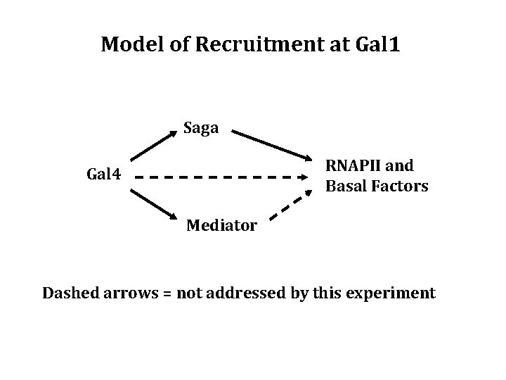 Model of Recruitment at Gal 1 Saga RNAPII and Basal Factors Gal 4 Mediator