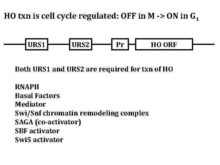 HO txn is cell cycle regulated: OFF in M -> ON in G 1