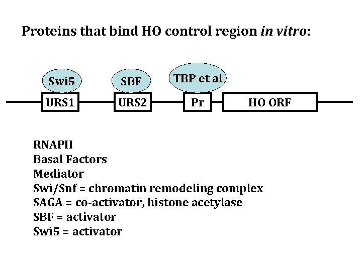 Proteins that bind HO control region in vitro: Swi 5 SBF TBP et al
