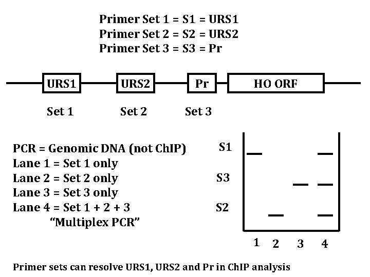 Primer Set 1 = S 1 = URS 1 Primer Set 2 = S