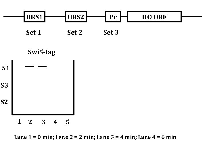 URS 1 URS 2 Pr Set 1 Set 2 Set 3 HO ORF Swi