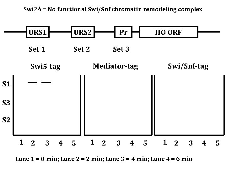 Swi 2 = No functional Swi/Snf chromatin remodeling complex URS 1 URS 2 Pr