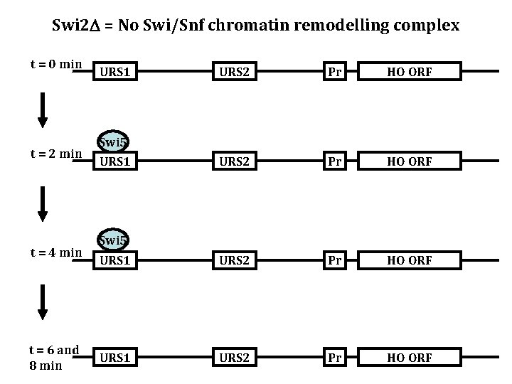 Swi 2 = No Swi/Snf chromatin remodelling complex t = 0 min t =