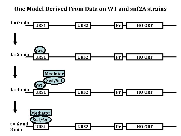 One Model Derived From Data on WT and snf 2 strains t = 0