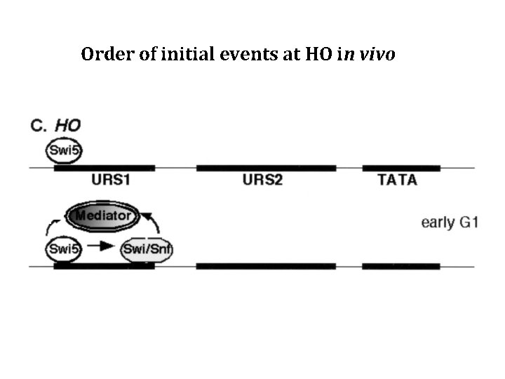 Order of initial events at HO in vivo 