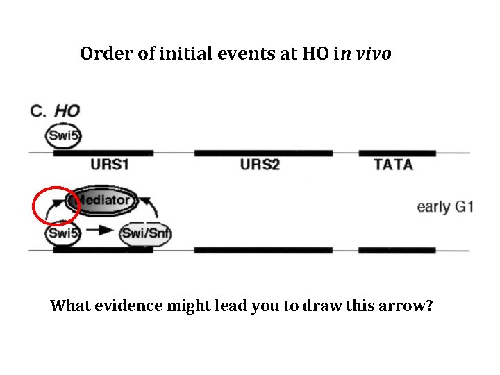 Order of initial events at HO in vivo What evidence might lead you to