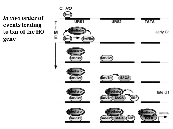 In vivo order of events leading to txn of the HO gene 