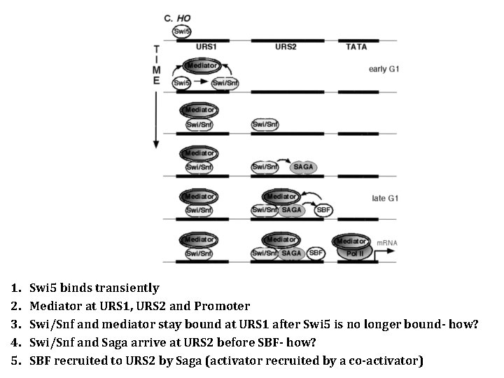 1. 2. 3. 4. 5. Swi 5 binds transiently Mediator at URS 1, URS