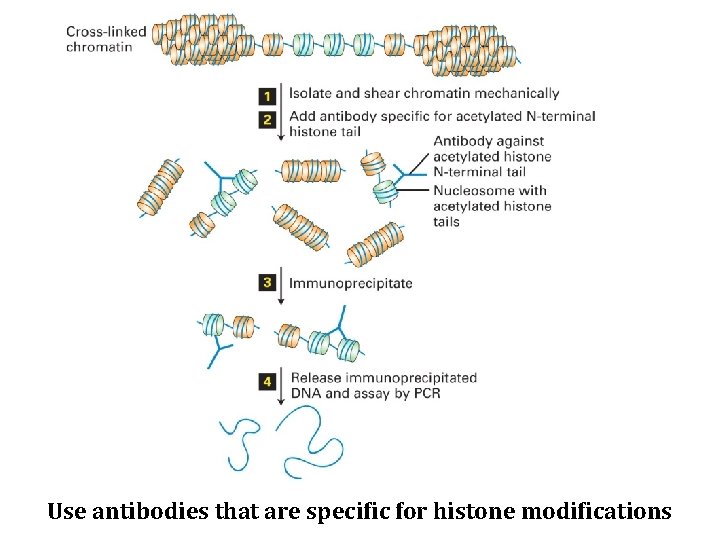 Use antibodies that are specific for histone modifications 