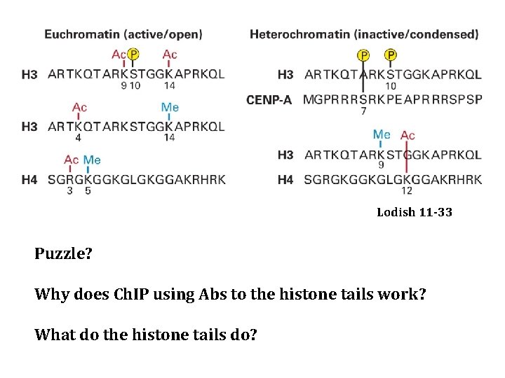 Lodish 11 -33 Puzzle? Why does Ch. IP using Abs to the histone tails