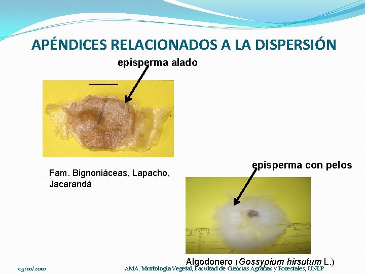 APÉNDICES RELACIONADOS A LA DISPERSIÓN episperma alado Fam. Bignoniáceas, Lapacho, Jacarandá 05/10/2010 episperma con