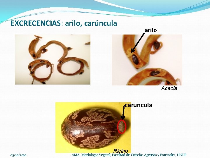 EXCRECENCIAS: arilo, carúncula arilo Agregar Sauce Acacia carúncula 05/10/2010 Ricino AMA, Morfología Vegetal, Facultad