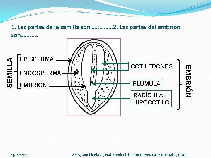 EPISPERMA COTILEDONES ENDOSPERMA EMBRIÓN PLÚMULA RADÍCULAHIPOCÓTILO 05/10/2010 EMBRIÓN SEMILLA 1. Las partes de la