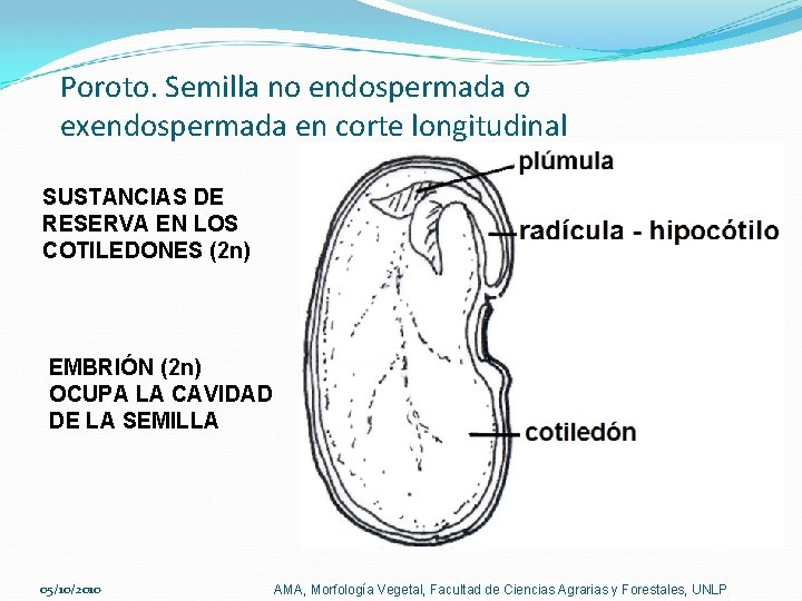 Poroto. Semilla no endospermada o exendospermada en corte longitudinal SUSTANCIAS DE RESERVA EN LOS