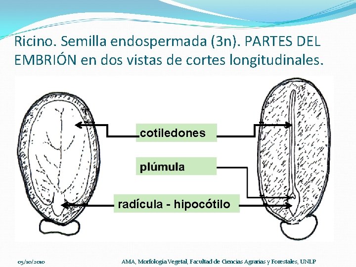 Ricino. Semilla endospermada (3 n). PARTES DEL EMBRIÓN en dos vistas de cortes longitudinales.