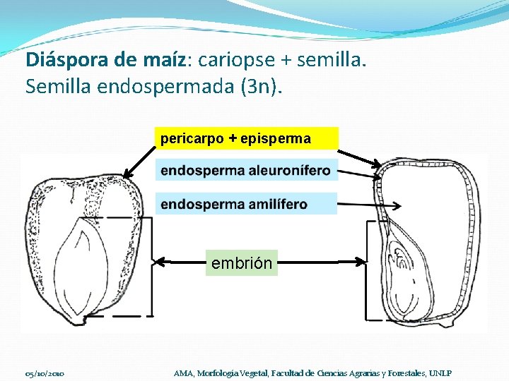 Diáspora de maíz: cariopse + semilla. Semilla endospermada (3 n). pericarpo + episperma embrión