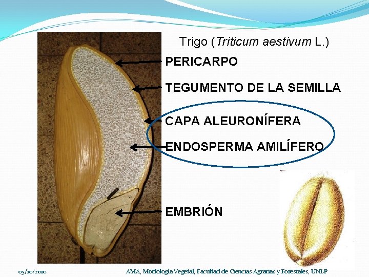 Trigo (Triticum aestivum L. ) PERICARPO TEGUMENTO DE LA SEMILLA CAPA ALEURONÍFERA ENDOSPERMA AMILÍFERO