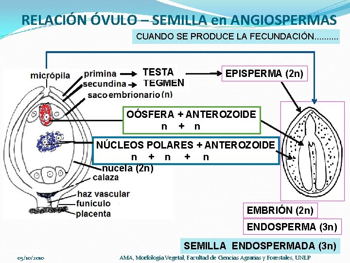 RELACIÓN ÓVULO – SEMILLA en ANGIOSPERMAS CUANDO SE PRODUCE LA FECUNDACIÓN. . TESTA TEGMEN