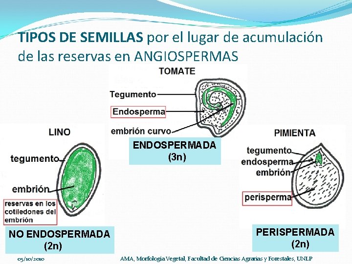 TIPOS DE SEMILLAS por el lugar de acumulación de las reservas en ANGIOSPERMAS ENDOSPERMADA