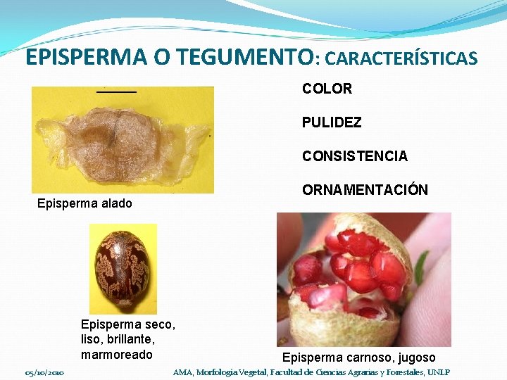 EPISPERMA O TEGUMENTO: CARACTERÍSTICAS COLOR PULIDEZ CONSISTENCIA ORNAMENTACIÓN Episperma alado Episperma seco, liso, brillante,