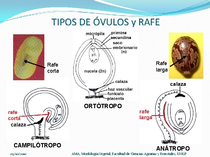 TIPOS DE ÓVULOS y RAFE Rafe larga Rafe corta ORTÓTROPO CAMPILÓTROPO 05/10/2010 ANÁTROPO AMA,