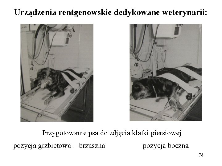 Urządzenia rentgenowskie dedykowane weterynarii: Przygotowanie psa do zdjęcia klatki piersiowej pozycja grzbietowo – brzuszna