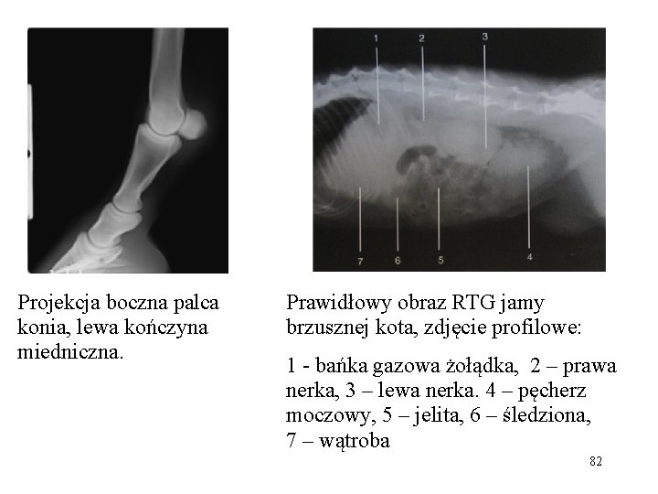 Projekcja boczna palca konia, lewa kończyna miedniczna. Prawidłowy obraz RTG jamy brzusznej kota, zdjęcie