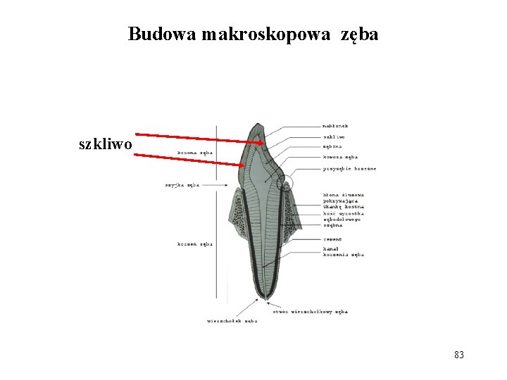 Budowa makroskopowa zęba szkliwo 83 