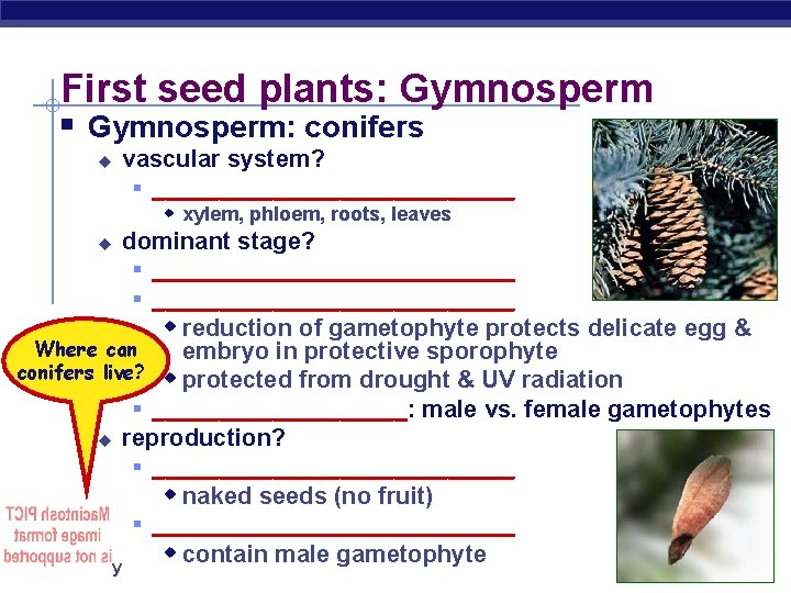 First seed plants: Gymnosperm § Gymnosperm: conifers u vascular system? § ______________ w xylem,