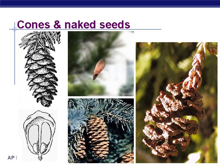 Cones & naked seeds AP Biology 