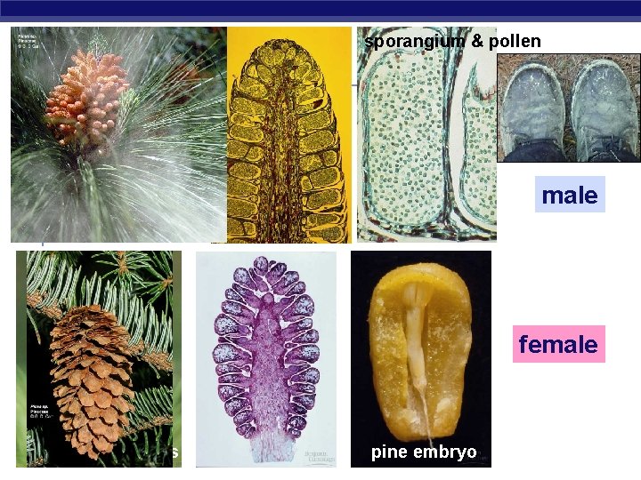 sporangium & pollen male (pollen) cones female AP Biology cones pine embryo 