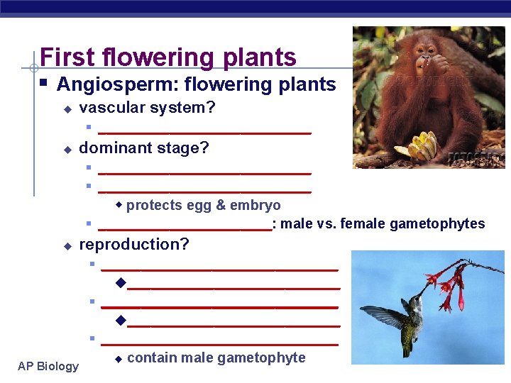 First flowering plants § Angiosperm: flowering plants u vascular system? § ______________ u dominant
