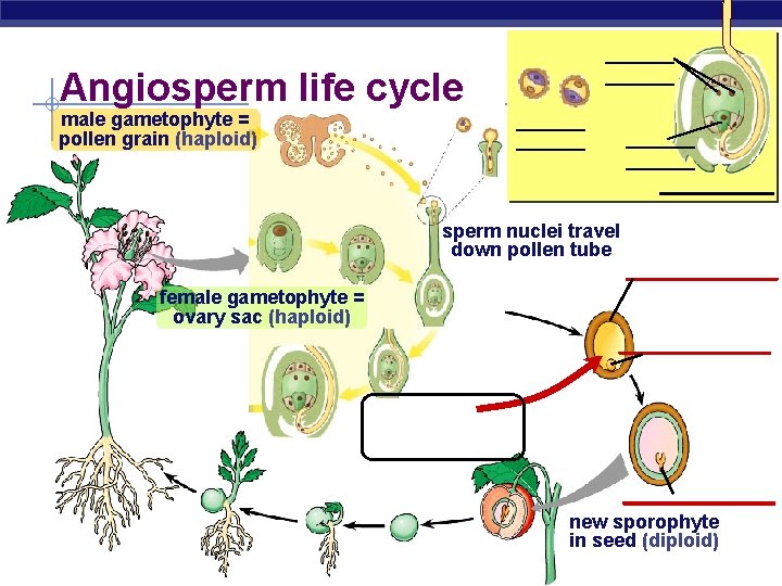 Angiosperm life cycle male gametophyte = pollen grain (haploid) ______ ______ sperm nuclei travel