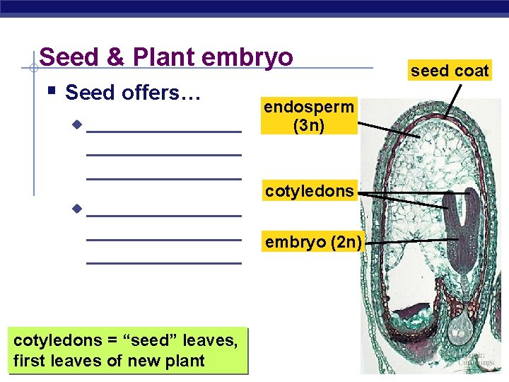 Seed & Plant embryo § Seed offers… endosperm u u ______________ ______________ cotyledons =