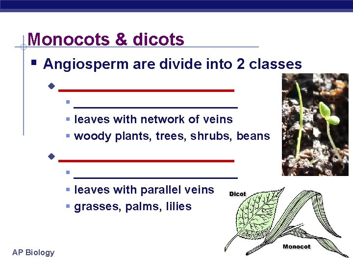 Monocots & dicots § Angiosperm are divide into 2 classes u ____________ § _____________