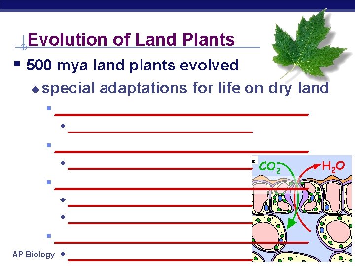 Evolution of Land Plants § 500 mya land plants evolved u special adaptations for
