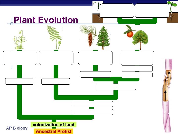 Plant Evolution conifers AP Biology colonization of land Ancestral Protist conifers 