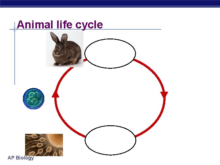 Animal life cycle diploid multicellular individual 2 n haploid unicellular gametes 1 n AP