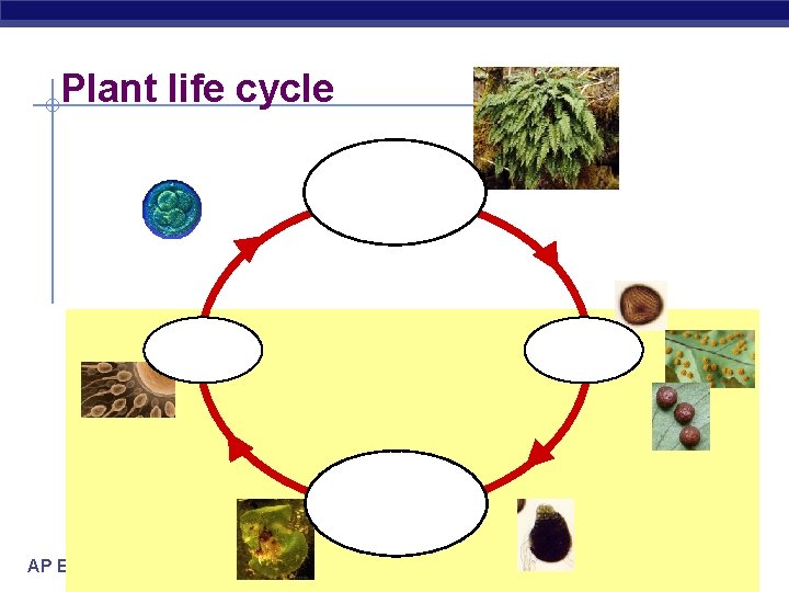 Plant life cycle diploid multicellular individual 2 n gametes 1 n spores 1 n