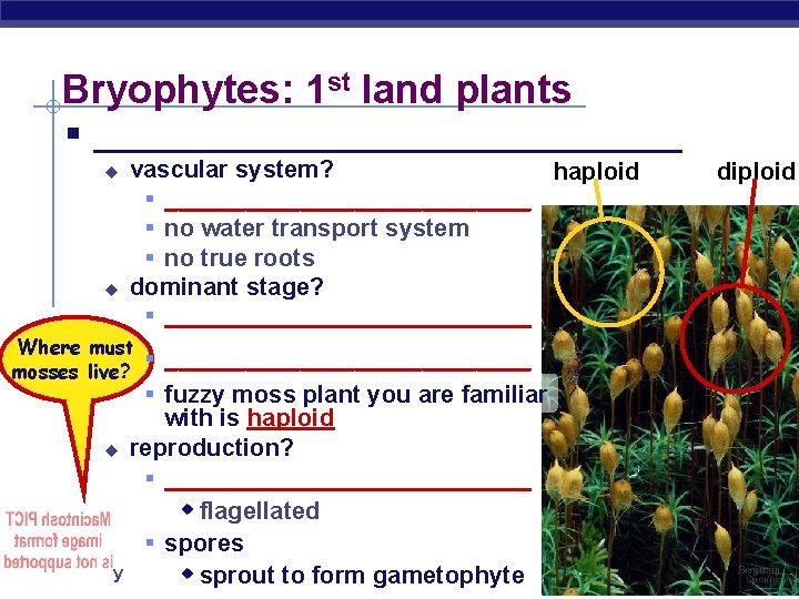 Bryophytes: 1 st land plants § _________________ u u vascular system? haploid § ______________