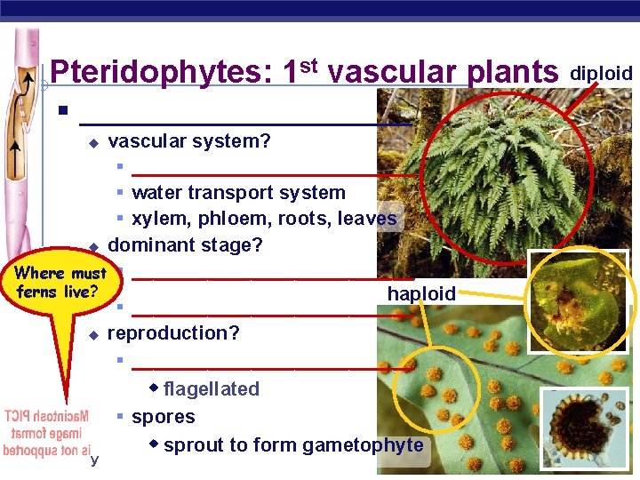 Pteridophytes: 1 st vascular plants diploid § ____________ vascular system? § _____________ § water